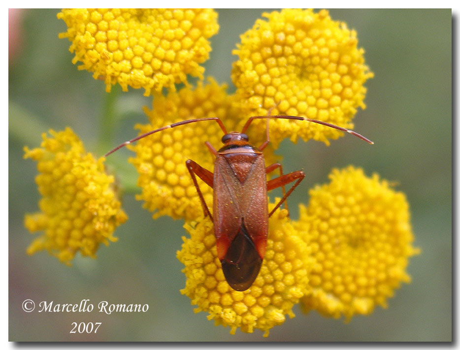 Adelphocoris vandalicus dell''Etna su Tanacetum siculum